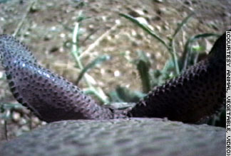 Armadillo cam